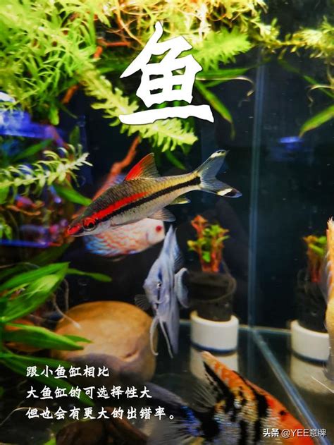 小魚缸可以養幾隻魚|魚缸魚數量精準計算